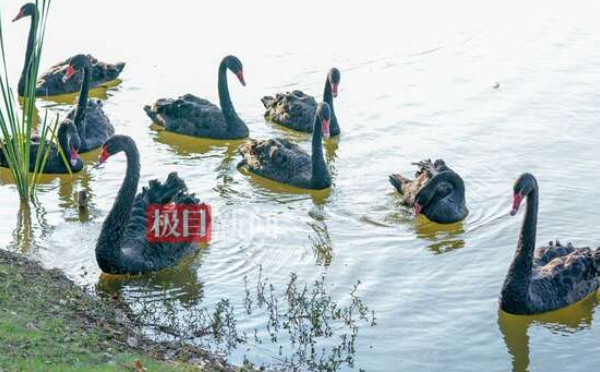 见母天鹅被带走，出轨公鹅追上岸