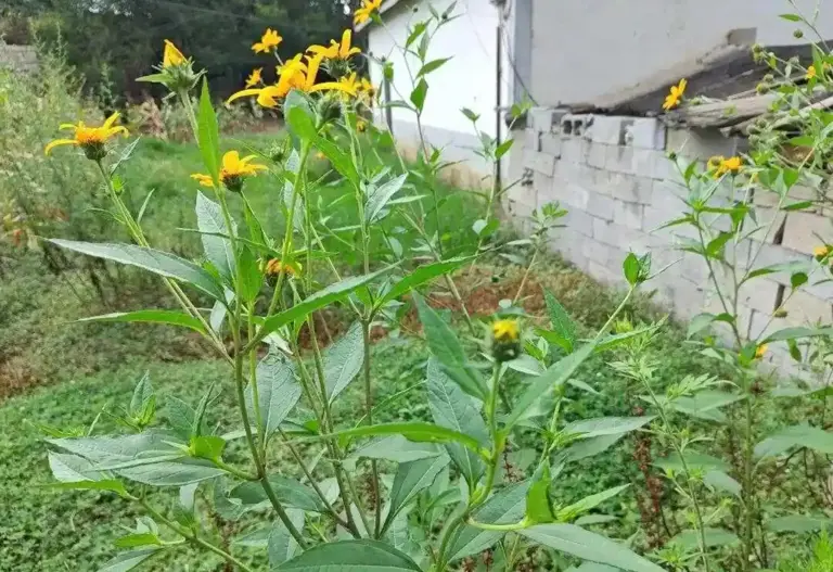 点击图片看原样大小图片