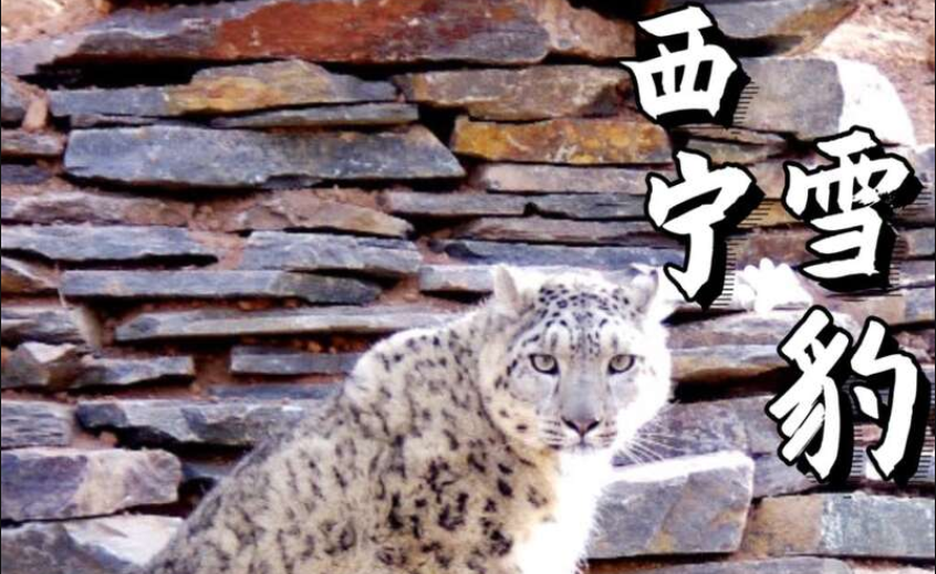 西宁野生动物园雪豹“闹闹”逃匿