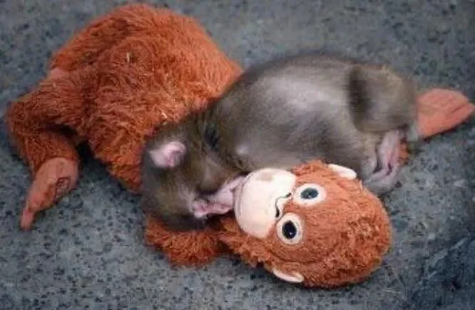 点击图片看原样大小图片