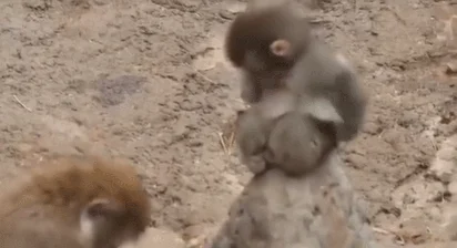 小猴被亲妈抛弃，只能和玩偶形影不离