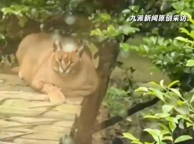 狞猫体型胖如猪,动物园回应 | 八阕