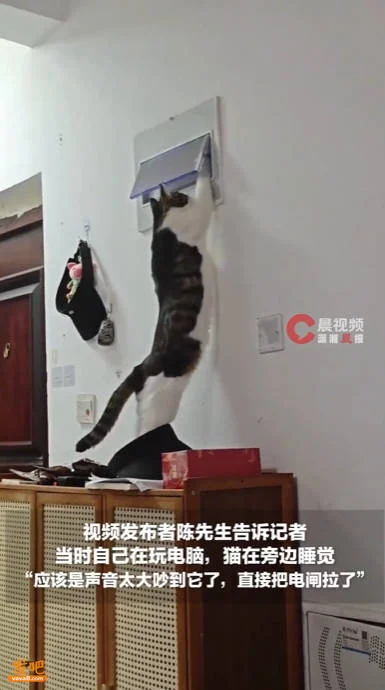 小猫被吵醒后,拉下电闸报复主人 | 八阕