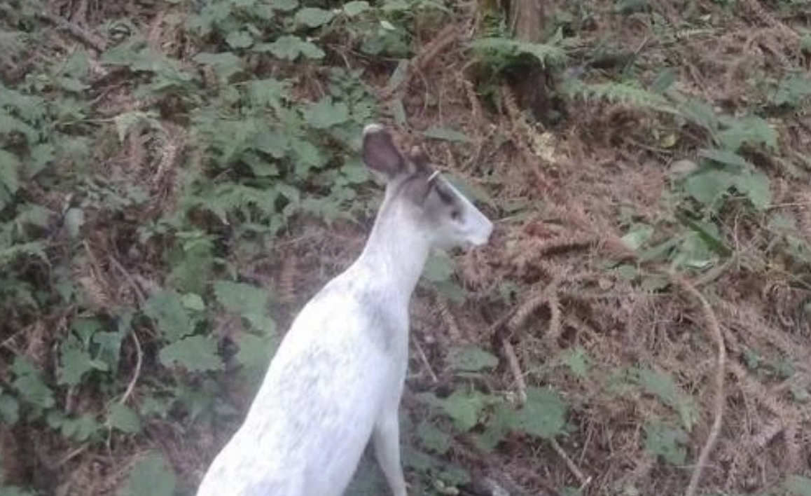 罕見野生白化毛冠鹿現身貴州雷公山