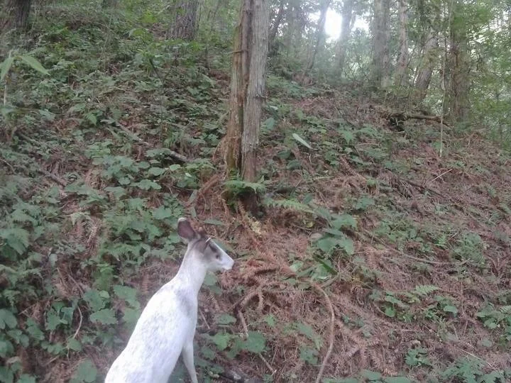 點擊圖片看原様大小圖片