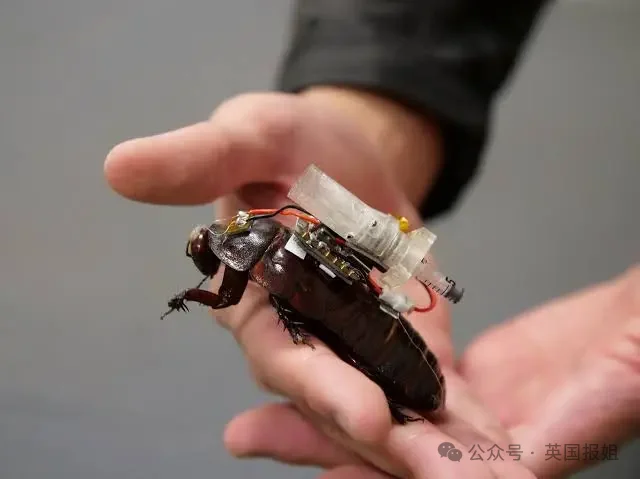 点击图片看原样大小图片
