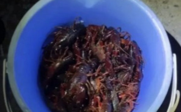 华人发现小龙虾宝地，轻松抓10几磅