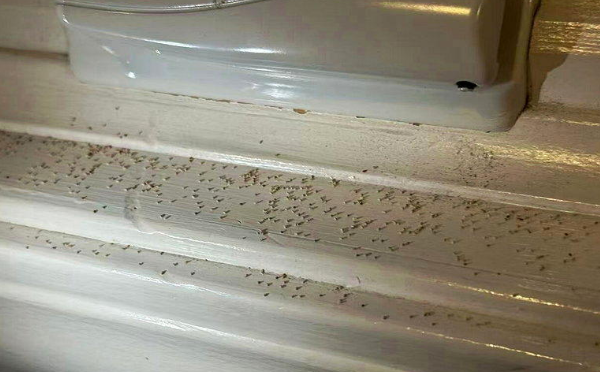 窗边突冒小颗粒，一定警惕