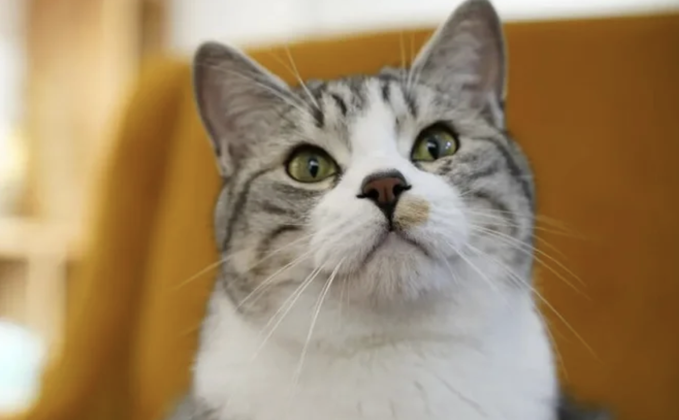 猫为什么要长胡子？