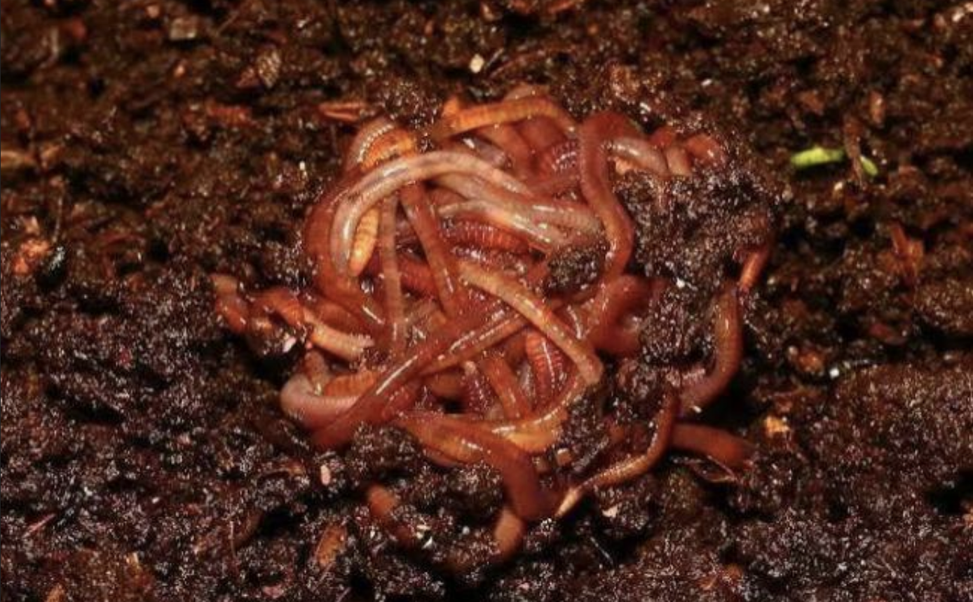中国最野食物：贵州酸蚯蚓，生熟不论