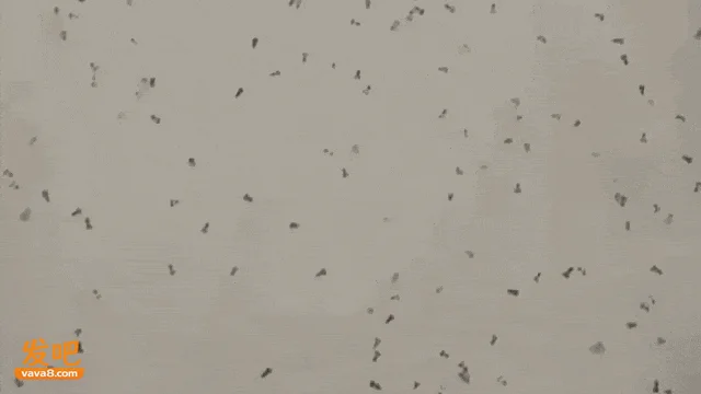 螃蟹入侵意大利，章鱼宝宝受命出征