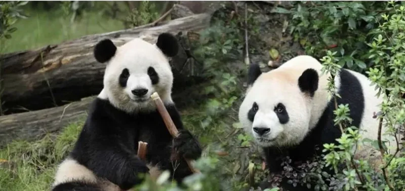 点击图片看原样大小图片