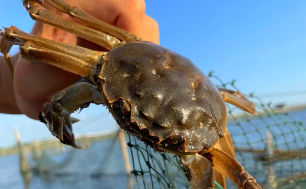 中秋节刚过，大闸蟹价格崩了